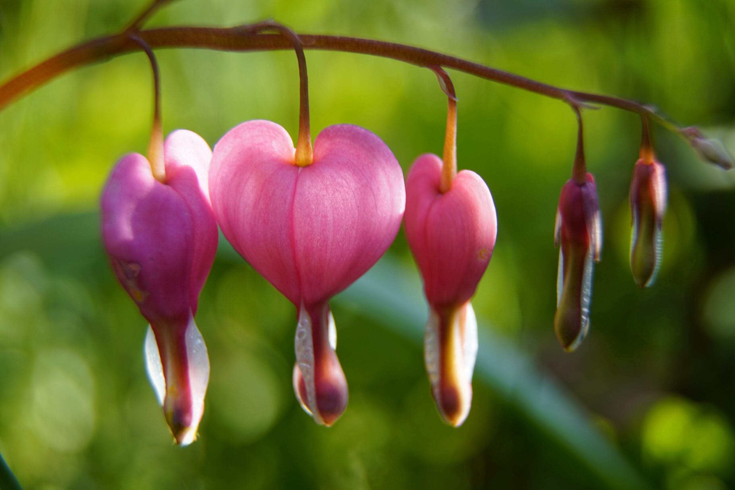 bleeding heart flowers